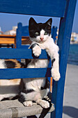 Hauskatze sitzt auf einem blauen Stuhl, Katze, Haustier, Tier