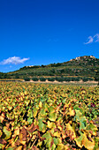Weinberg bei Gordes, Provence, Frankreich