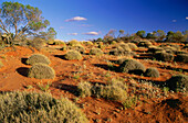 Dünen mit Spinifex-Gras, Strzelecki Desert, Südaustralien