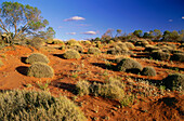 Dunes with Spinifex Grass, Strzelecki Desert, South Australia