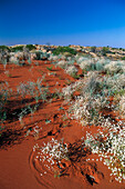 Flower on sanddune, Strzelecki Desert South Australia