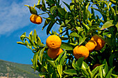 Tangerine tree, Citrus reticulata, Peloponnese, Greece