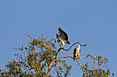 Sea eagles Top End, NT, Australien, Northern Territory, Top End, sea eagle, Seeadler