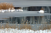 Winter scenery at lake, Upper Bavaria, Bavaria, Germany