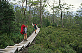 Walkers on 5-day Overland Track, Overland Track, Cradle Mountain-Lake St Clair National Park, Tasmania, Australia