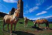 Haflinger Horses, near Hafling South Tyrol, Italy