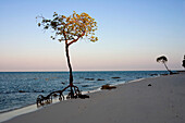 Mangrove bushes on beach 3 in the last evening-light, Havelock Island, Andaman Islands, India