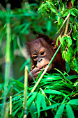 One Orang-Utan baby, Pongo Pygmaeus, Gunung Leuser National Park, Sumatra, Indonesia, Asia