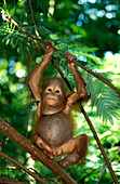 One Orangutan baby, Pongo Pygmaeus, Gunung Leuser National Park, Sumatra, Indonesia, Asia
