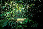 Tropischer Regenwald am Bohorok River, Gunung Leuser Nationalpark, Sumatra, Indonesien, Asien