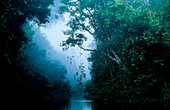 Regenwald, Borneo, Indonesien, Asien
