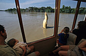 Jumping crocodiles, Adelaide River, Australien, Northern Territory tourist attraction jumping crocodiles on Adelaide River