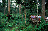 Orangutan rehabilitation center, Gunung Leuser National Park, Sumatra, Indonesia, Asia