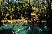 Matarnaka, thermal pool, Stuart Highway, Australien, Northern Territory, hot pool in the Elsey NP, Stuart Hwy