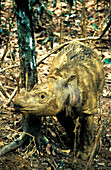 Sumatra-Nashorn, Sabah-Nashorn, Nashorn, Dicerorhinus sumatrensis, Sabah, Borneo, Malaysia, Asien