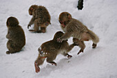 Japanese Macaque, Snow Monkey, Macaca fuscata near Nagano, Japan