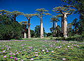 Baobabs bei Morondava, Madagaskar