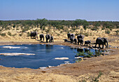 Elephants at a waterhole, Etosha Nationa Ppark, Namibia, Africa