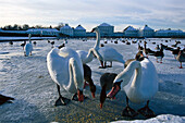 Swans on a frozen lake at Nymphenburg palace, Munich, Bavaria, Germany