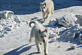 Sledge dog puppies, Ilulissat, Greenland
