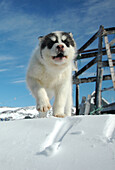 Sledge dog puppy, Ilulissat, Greenland
