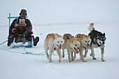Dog Sled, Ilulissat- Greenland