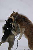 Kampf zwischen Schlittenhunden, Ilulissat, Grönland