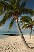 Sandy beach with Palm trees , Le Morne, Mauritius