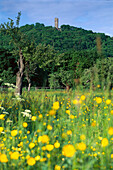 Castleruin, Koenigstein Taunus, Hesse, Germany