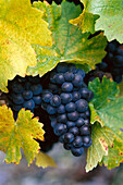 Close up of grapes, Rheingau, Hesse, Germany, Europe