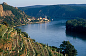 Weingaerten an der Donau, Duernstein, Wachau Oesterreich