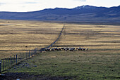 Schafweide, Puerto Natales Chile