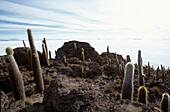 Kakteen im Sonnenlicht, Isla Pescado, Salar de Uyuni, Bolivien, Südamerika, Amerika