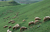 Flock of sheep, Turda Romania
