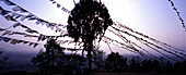 View at back lit tree and prayer flags, Kathmandu, Nepal, Asia