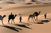 Camel driver with Caravan, Algerien, algerische Sahara, Grand Erg Occidental, KamelkarawaneWA 3.3 Wueste, Kamele, Afrika, Schatten, Reihekat nature