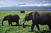 Elephants in front of Mount Kilimanjaro, Amboseli National park, Kenya, Africa