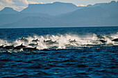 A school of dolphins in the sea of Cortez, Baja California, Mexico, Central America, America