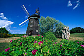 Windmill of Benz, Usedom, Mecklenburg-Western Pomerania, Germany