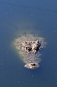Estuarine Crocodile, Leistenkrokodil, Australien, Australia, Crocodile emerges from water, just the head, Krokodil taucht auf aus dem Wasser