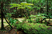 Bach Wanggoolba, Regenwald, Fraser Island, Queensland, Australien