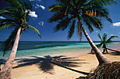 Strand, Palmen, Spaziergang, Dominikanische Republik Karibik
