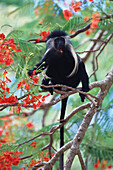 Guereza, Stummelaffe, Kenia, Black and White Colobus Colobus polykomos angolensis, Kenia