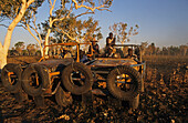 Aboriginal stockmen, Gibb River Station, Kimberle, Australien, West Australien, WA, Outback, North-West, Kimberley, Aboriginal stockmen catching wild bulls, on Gibb River Station