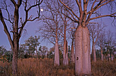 boab trees Kimberley Western Australia, Australia