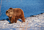 Brown Bear on the shore in winter, Ursus arctos, USA