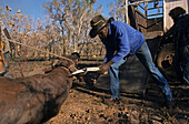 Aboriginal stockmen, Gibb River Station, Kimberley, Australien, West Australien, WA, Outback, North-West, Aboriginal stockmen catching wild bulls, on Gibb River Station