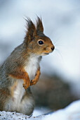 Red Squirrel, Sciurus vulgaris, Sweden