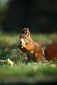 Eichhoernchen, Sciurus vulgaris