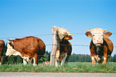 Milchkühe auf der Weide, Oberbayern, Deutschland